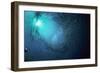 Barracuda-null-Framed Photographic Print