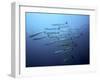 Barracudas-Henry Jager-Framed Photographic Print