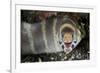 Barred Moray Eel (Echidna polyzona) adult-Colin Marshall-Framed Photographic Print