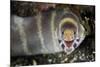 Barred Moray Eel (Echidna polyzona) adult-Colin Marshall-Mounted Photographic Print