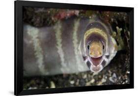 Barred Moray Eel (Echidna polyzona) adult-Colin Marshall-Framed Photographic Print