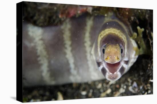 Barred Moray Eel (Echidna polyzona) adult-Colin Marshall-Stretched Canvas