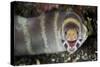 Barred Moray Eel (Echidna polyzona) adult-Colin Marshall-Stretched Canvas