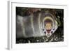 Barred Moray Eel (Echidna polyzona) adult-Colin Marshall-Framed Photographic Print