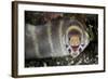 Barred Moray Eel (Echidna polyzona) adult-Colin Marshall-Framed Photographic Print