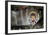 Barred Moray Eel (Echidna polyzona) adult-Colin Marshall-Framed Photographic Print