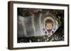 Barred Moray Eel (Echidna polyzona) adult-Colin Marshall-Framed Photographic Print