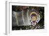 Barred Moray Eel (Echidna polyzona) adult-Colin Marshall-Framed Photographic Print