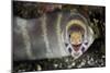 Barred Moray Eel (Echidna polyzona) adult-Colin Marshall-Mounted Photographic Print