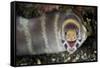 Barred Moray Eel (Echidna polyzona) adult-Colin Marshall-Framed Stretched Canvas