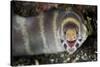 Barred Moray Eel (Echidna polyzona) adult-Colin Marshall-Stretched Canvas