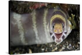 Barred Moray Eel (Echidna polyzona) adult-Colin Marshall-Stretched Canvas