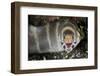 Barred Moray Eel (Echidna polyzona) adult-Colin Marshall-Framed Photographic Print