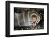 Barred Moray Eel (Echidna polyzona) adult-Colin Marshall-Framed Photographic Print