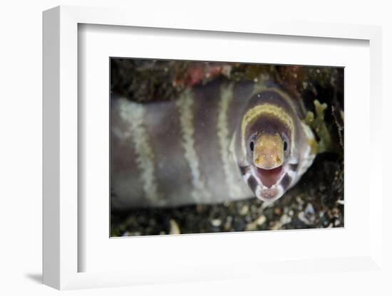 Barred Moray Eel (Echidna polyzona) adult-Colin Marshall-Framed Photographic Print