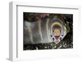Barred Moray Eel (Echidna polyzona) adult-Colin Marshall-Framed Photographic Print