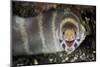 Barred Moray Eel (Echidna polyzona) adult-Colin Marshall-Mounted Photographic Print