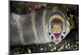 Barred Moray Eel (Echidna polyzona) adult-Colin Marshall-Mounted Photographic Print