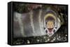 Barred Moray Eel (Echidna polyzona) adult-Colin Marshall-Framed Stretched Canvas