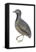 Barred or Common Button Quail (Turnix Suscitator), Birds-Encyclopaedia Britannica-Framed Stretched Canvas