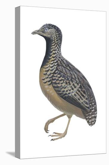 Barred or Common Button Quail (Turnix Suscitator), Birds-Encyclopaedia Britannica-Stretched Canvas