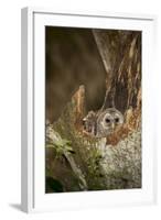 Barred Owl Chick in Nest Cavity in an Oak Tree Hammock, Florida-Maresa Pryor-Framed Photographic Print