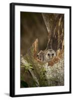 Barred Owl Chick in Nest Cavity in an Oak Tree Hammock, Florida-Maresa Pryor-Framed Photographic Print