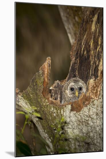 Barred Owl Chick in Nest Cavity in an Oak Tree Hammock, Florida-Maresa Pryor-Mounted Photographic Print