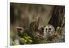 Barred Owl Chick in Nest Cavity in an Oak Tree Hammock, Florida-Maresa Pryor-Framed Photographic Print