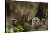 Barred Owl Chick in Nest Cavity in an Oak Tree Hammock, Florida-Maresa Pryor-Stretched Canvas