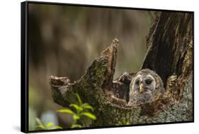 Barred Owl Chick in Nest Cavity in an Oak Tree Hammock, Florida-Maresa Pryor-Framed Stretched Canvas