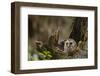 Barred Owl Chick in Nest Cavity in an Oak Tree Hammock, Florida-Maresa Pryor-Framed Photographic Print