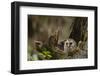 Barred Owl Chick in Nest Cavity in an Oak Tree Hammock, Florida-Maresa Pryor-Framed Photographic Print