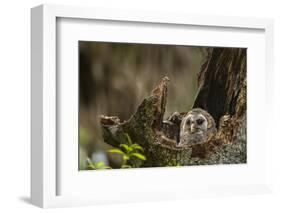 Barred Owl Chick in Nest Cavity in an Oak Tree Hammock, Florida-Maresa Pryor-Framed Photographic Print