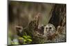Barred Owl Chick in Nest Cavity in an Oak Tree Hammock, Florida-Maresa Pryor-Mounted Photographic Print