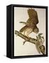 Barred Owl, from Birds of America-John James Audubon-Framed Stretched Canvas