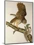 Barred Owl, from Birds of America-John James Audubon-Mounted Giclee Print