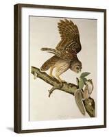 Barred Owl, from Birds of America-John James Audubon-Framed Giclee Print