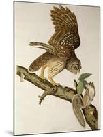 Barred Owl, from Birds of America-John James Audubon-Mounted Giclee Print