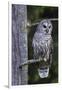 Barred Owl, Hunting at Dusk-Ken Archer-Framed Photographic Print