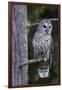 Barred Owl, Hunting at Dusk-Ken Archer-Framed Photographic Print