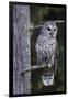 Barred Owl, Hunting at Dusk-Ken Archer-Framed Photographic Print