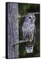 Barred Owl, Hunting at Dusk-Ken Archer-Framed Stretched Canvas