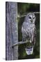 Barred Owl, Hunting at Dusk-Ken Archer-Stretched Canvas