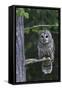 Barred Owl, Hunting at Dusk-Ken Archer-Framed Stretched Canvas