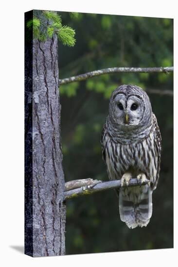 Barred Owl, Hunting at Dusk-Ken Archer-Stretched Canvas