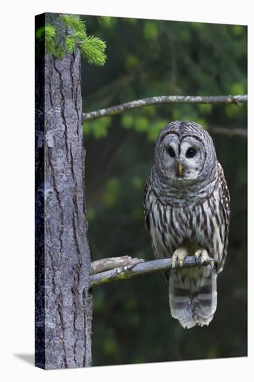 Barred Owl, Hunting at Dusk-Ken Archer-Stretched Canvas