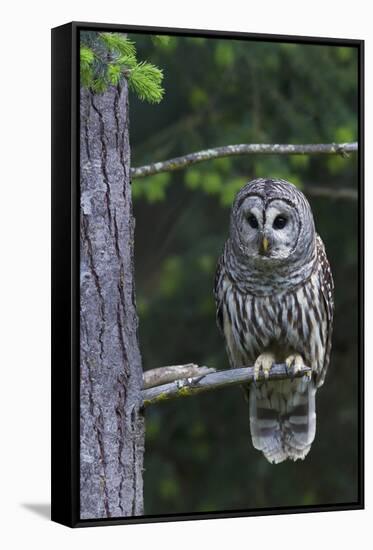 Barred Owl, Hunting at Dusk-Ken Archer-Framed Stretched Canvas