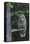 Barred Owl, Hunting at Dusk-Ken Archer-Framed Stretched Canvas