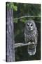 Barred Owl, Hunting at Dusk-Ken Archer-Stretched Canvas